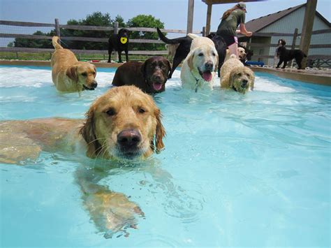 Dog Pool Party Or As I Like To Call It, This Is What Happiness Looks Like