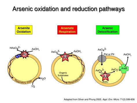 PPT - Microbiology of arsenic redox transformations PowerPoint Presentation - ID:635365