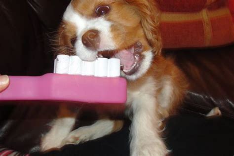 Cavalier King Charles Spaniel Grooming: 5 Essential Steps