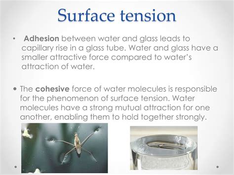 PPT - Lesson 3: Cohesion, adhesion & surface tension PowerPoint ...