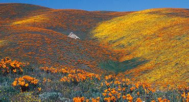 Antelope Valley Poppy Reserve