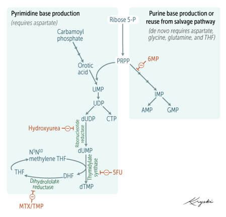 Purine and Pyrimidines : Structure, Synthesis and Metabolism | Epomedicine