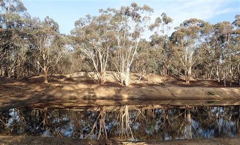 AUSTRALASIAN Temperate Forest and Woodlands