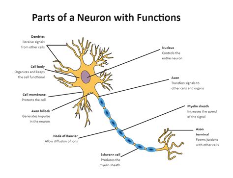 Neuron Labeled And Functions