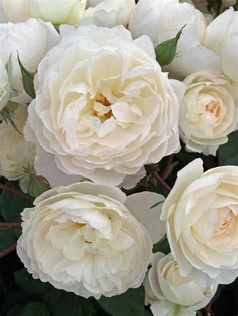 Rosa 'Desdemona' | new white English rose | ~Roses~ | Pinterest ...