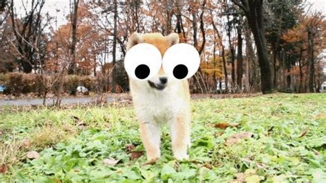 Googlyify, A Tool for Adding Animated Googly Eyes to GIFs
