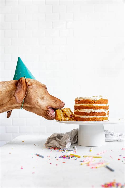 Dog Birthday Cake Recipe | How to Make Cake for Your Dog!