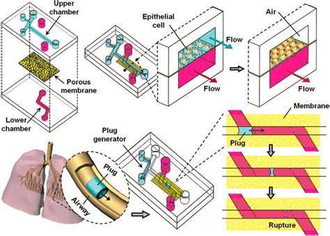 Lung-on-a-Chip: History, Origins and Development - Elveflow