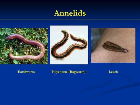 PPT - Annelids and Mollusks PowerPoint Presentation, free download - ID:5442632