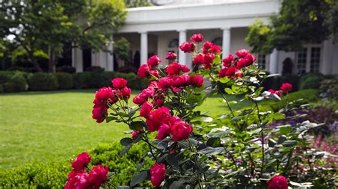 How the White House Rose Garden Became the Most Famous Garden in the ...