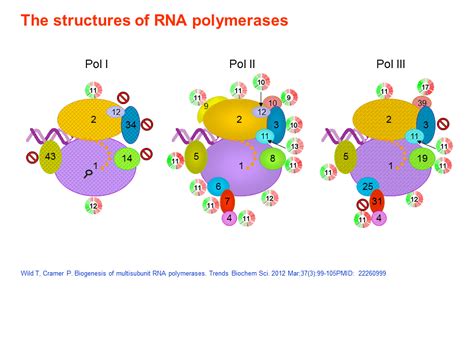 The Structures Of Rna Polymerases 24024 | The Best Porn Website