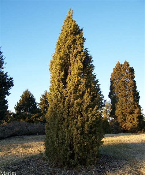 Polish Common Juniper - Juniperus communis 'Cracovia' - North American ...