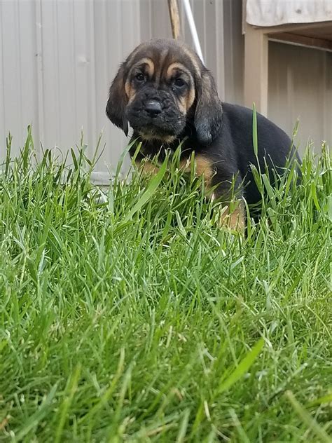 Bloodhound Puppies For Sale | Sparta, MI #298949 | Petzlover