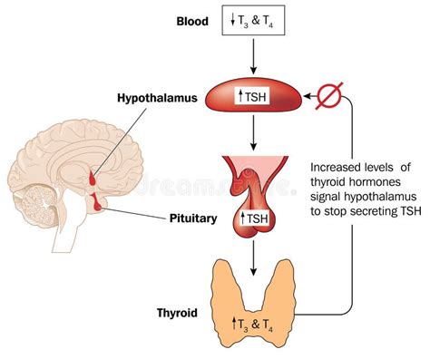 Control Of Thyroid Hormone Production Stock Vector - Image: 54143832