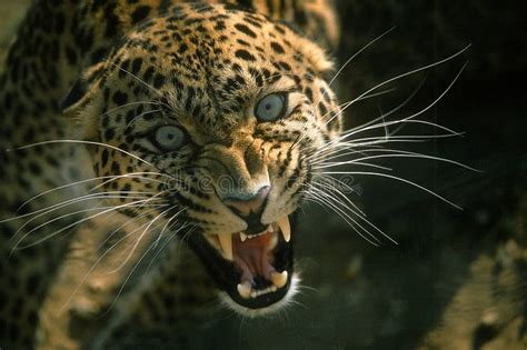 Snarling leopard portrait stock photo. Image of panthera - 126779744