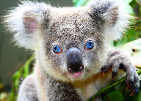 Free Images : animal, cute, bear, wildlife, fluffy, mammal, gray, fauna, australia, furry, ears ...