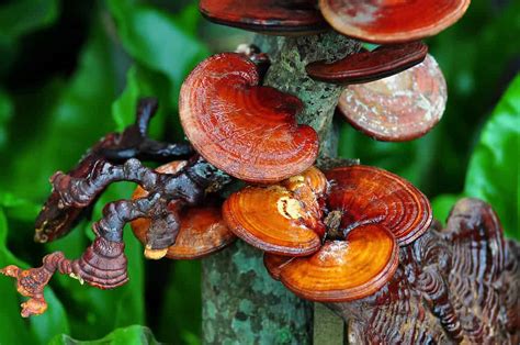 Medicinal Mushrooms: Types and Histories • Sempera Organics