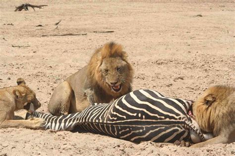 Lions Eating Zebra | Travel T.V. | Flickr