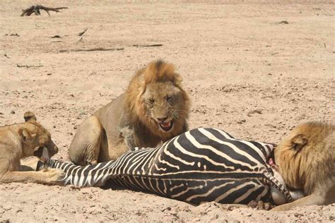 Lions Eating Zebra | Travel T.V. | Flickr