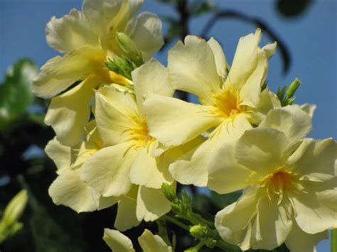 Flower Homes: Nerium Oleander Flowers