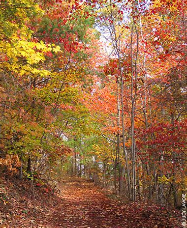 Tellico Plains hiking trails. | Horseback riding trails, Tellico plains, Fall hiking