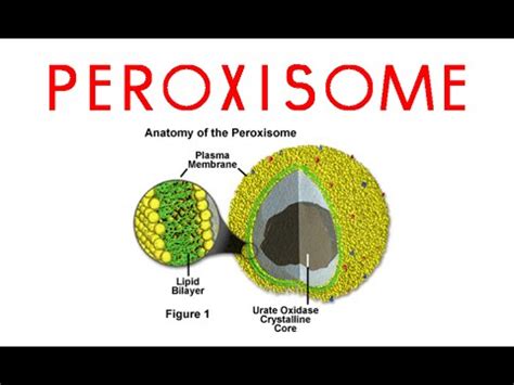 Peroxisomes | structure and function of peroxisomes - YouTube