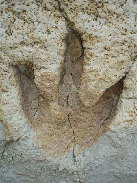 150 million year old dinosaur footprint in Texas | Dinosaur footprint, Fossils, Glen rose