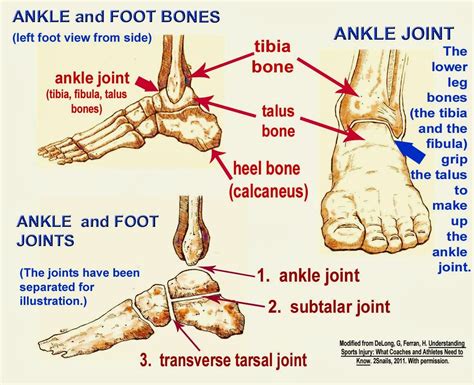 Ankle Joint Anatomy | Anatomy Picture Reference and Health News