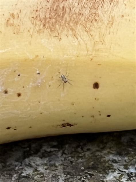 Help me identifying spiders in my banana please.. : r/spiders