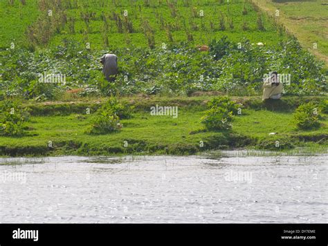 Two men farming on the Nile river in Egypt as seen off of cruise Stock Photo, Royalty Free Image ...