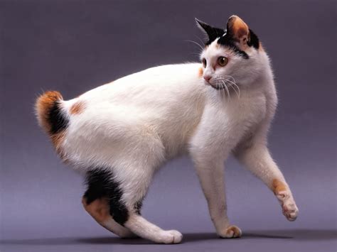 Japanese Bobtail im Rasseportrait - tieranzeigen.at