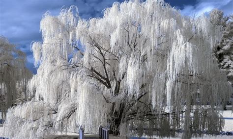 Weeping Winter #photography #snow #nature #tree #winter #white #beauty 3d and abstract #2K # ...