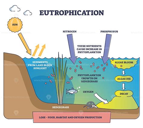 Eutrophication process explanation and water pollution stages outline diagram. Labeled ...