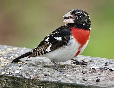 Rose-breasted Grosbeak (male) – Pic for Today