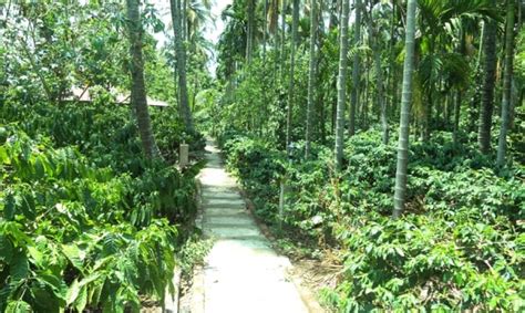 COORG COFFEE ESTATE STAY, Coorg - Get Upto 70% OFF on Hotels