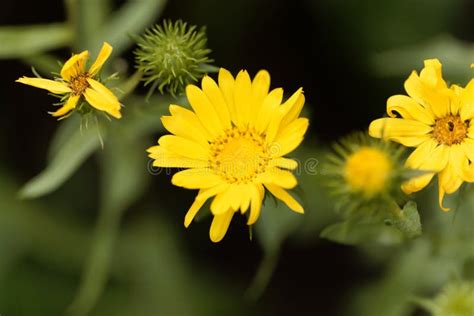 Flower of Grindelia Robusta Stock Photo - Image of flora, herbaceous: 96289586