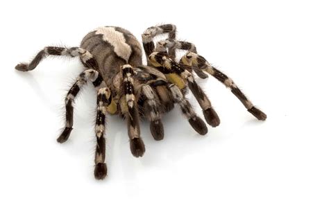 Male vs. Female Tarantula - A-Z Animals