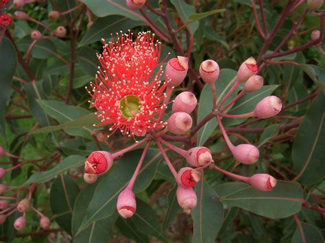 Spring Blossom Quilts: Red Flowering Gum Tree