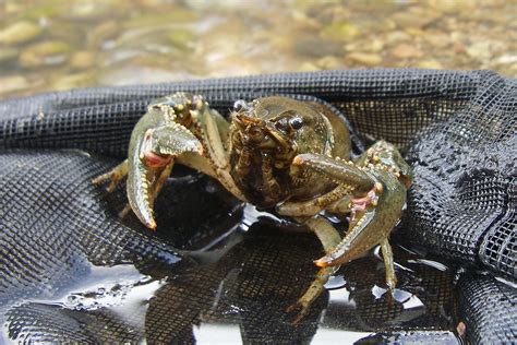 In a Pinch-Crayfish in Alberta - Trout Unlimited Canada