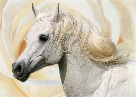 Pure White Arabian Stallion