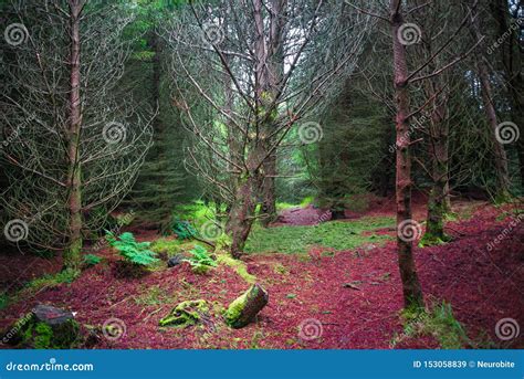 Magical Fairytale Forest With Evergreen Trees And Hiking Trails At ...