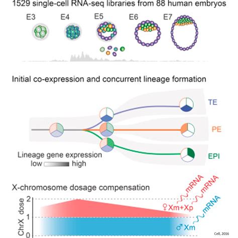 Controlling X chromosome gene expression during early human embryo ...