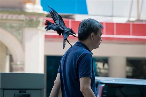 Angry birds! Crows attack Orchard Road pedestrians