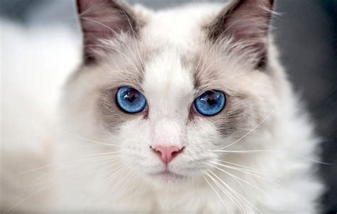 Ragdoll Affectionate Cat Breeds | kop-academy.com