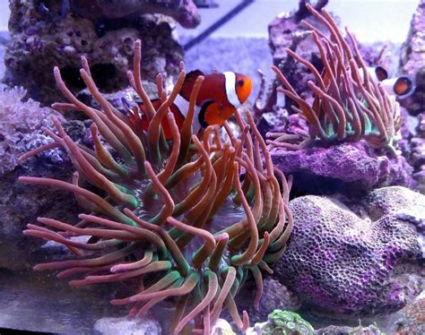 Rainbow Bubble Tip Anemone | REEF2REEF Saltwater and Reef Aquarium Forum