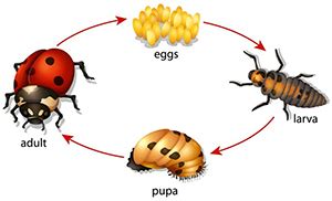 View Carpet Beetle Larvae Life Cycle Background - Carpet Beetle New 2021