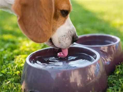 21 Beagle Health Problems (from Experienced Owners)