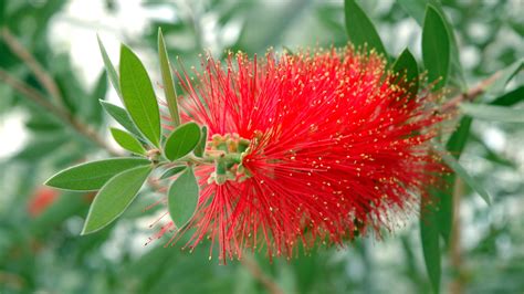 How to grow bottlebrush: give your garden an exotic touch with these ...