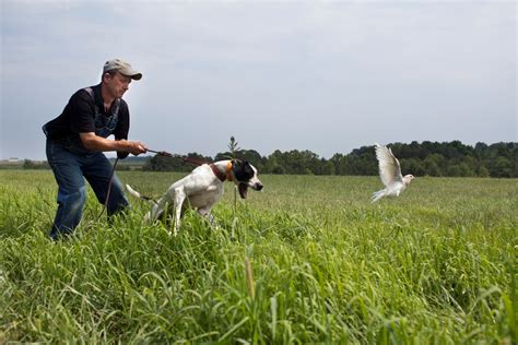 7 Exciting Pointer Dog Breed Facts “The Perfect Choice For Hunters”