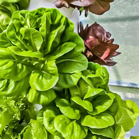 Butterhead Lettuce - Emerge Gardens